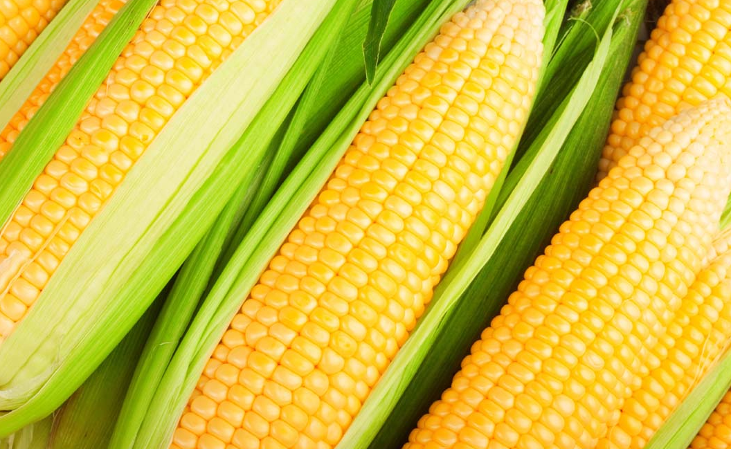 What is the relationship between the bulk density of corn and the external environment?