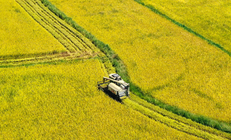 The use of rice milling machines in the process of grain procurement